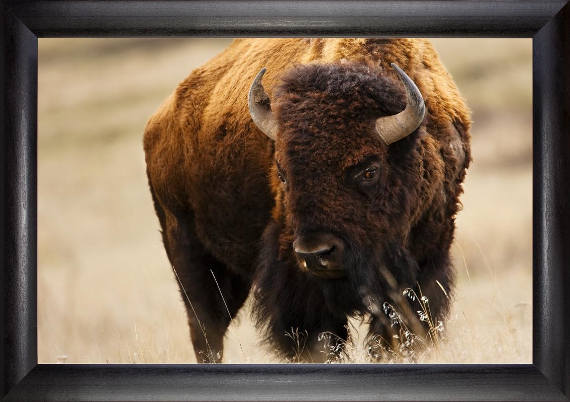 Montana Bison Beechdale Frames